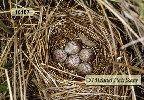 Le Conte's Sparrow (Ammodramus lecontei) eggs